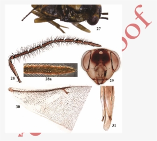 Leptomastix Epona , Male - Locust
