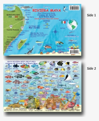 33115 Maya Riviera Fish Card