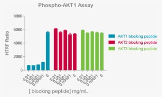 Total Akt1, Total Akt2 Or Total Akt3 Detection Reagents - Phospho Akt Western Assay