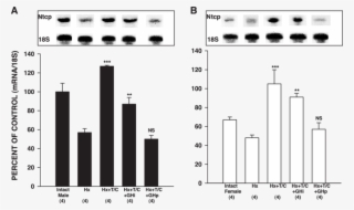 The Effect Of Multihormonal Replacements On Ntcp Mrna - Diagram