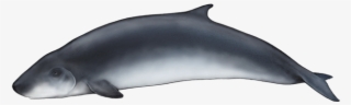 Dwarf Sperm Whale - Cachalote Anao