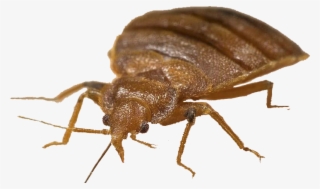 Bed Bugs Treatment, Roaches, Pest Control - Bed Bug With A Hat