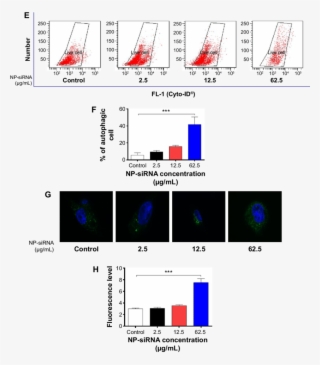 Effects Of The Novel Np Sirna Liposomes On Cell Cycle - Cell