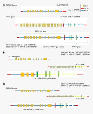 Structure Of The Novel Slc34a2 Ros1 Fusion Gene - Novel