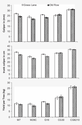 Width Of Empire Apple Tree Trunks Grafted On The Rootstocks - National 204005 National Knuckle Seal