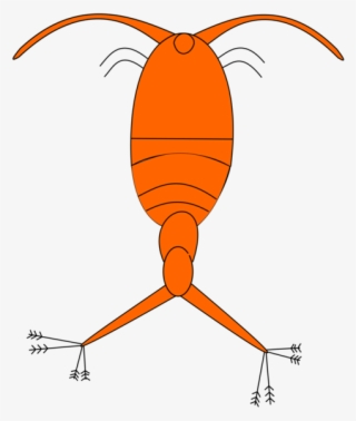 Plankton And Karen Zooplankton Phytoplankton Copepod - Phytoplankton Clipart