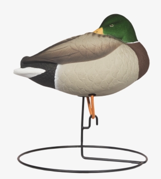 Rugged Full Body Mallard Sleeper Drake Right Side Flocked - Mallard