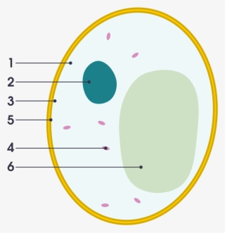 Open - Animal Cell Diagram Labeled Simple - 2000x1535 PNG Download - PNGkit