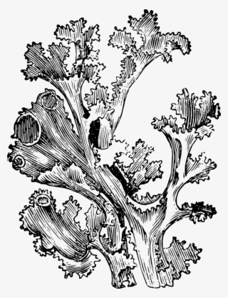 Drawing Moss - Drawing Of Moss