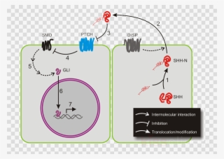 Download Sonic Hedgehog Pathway Clipart Hedgehog Signaling - Via De Señalizacion Sonic Hedgehog