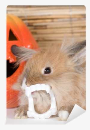 Brown Rabbit With Vampire Teeth, Halloween Pumpkin - Halloween