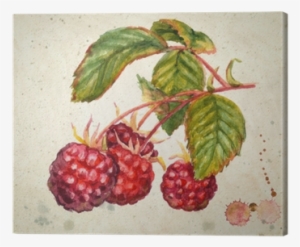 A Branch Of Raspberry - Raspberry Watercolor