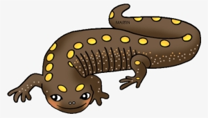 United States Clip Art By Phillip Martin, Ohio State - Clipart Salamander