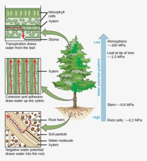 Appendix 1 - - Does Water Travel Up A Tree