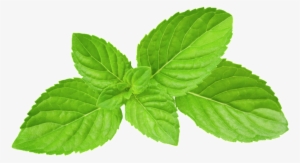 Green Oil Mint Leaves Transparent Plant Vector - Mint Leaves Png