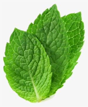 Mint Png - Mint Leave