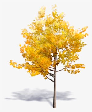 Generic Autumn Tree - Yellow Tree Png