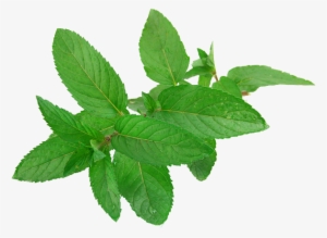 Mint Png Free Download - Mint Leaves