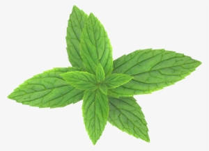 Mint Png