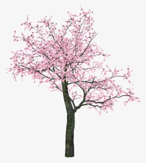 Sakura Png - Spring Tree Clip Art