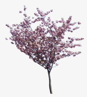 Cherry Blossom Tree, Cherry Blossom Drawing, Cherry - Tree With Pink ...