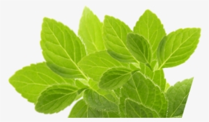 Herb Png Picture - Herb Template