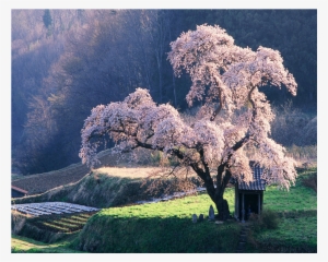 Japanese Sakura Tree - Lonely Cherry Blossom Tree