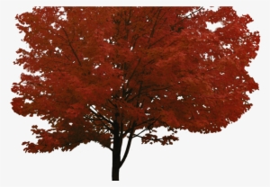 Tree Png Image, Free Download, Picture - Red Maple Tree Png