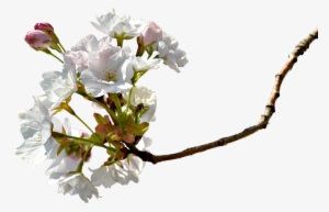 Branch, Cherry Blossom, Cherry Tree, Cherry Branche - Cherry Blossom