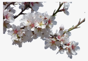 Flowers, Almond Tree, Flowering - Spring Flowers Transparent Png