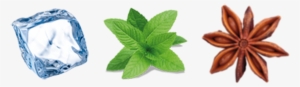 An Icy Burst Of Fresh Mint Leaves - Perennial Herb Mint Seeds