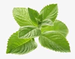 Peppermint Png Image With Transparent Background - Amoretti Mojito Mint Extract W.s - 2 Oz