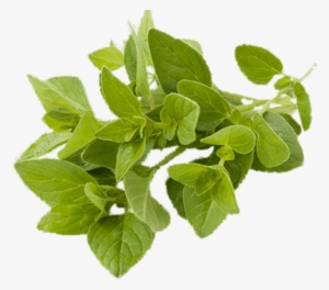 Oregano - Amazing Facts On Leaves