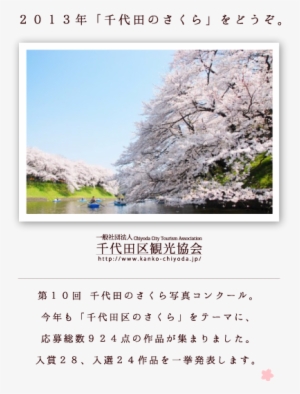 It Is Isao Takahashi Under The Grand Prix "cherry Tree" - Chidorigafuchi Park