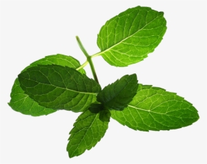 Mint