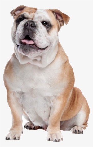 Bull Dog Png - English Bulldog Dog Png