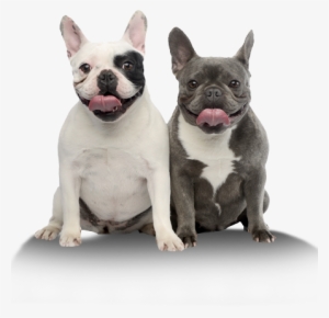 French Bulldog Png
