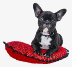 Cropped Bulldog 1941428 1280 - Cute Dog On Heart Cushion Note Cards