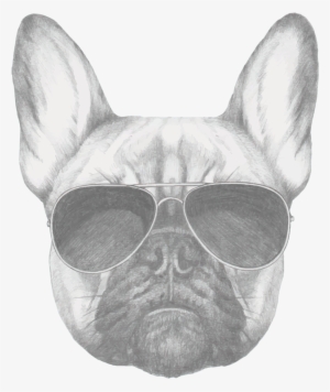 French Bulldog Secrets - French Bulldog Drawing