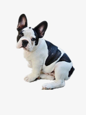 Bulldog Png Transparent Image - Black N White Dog