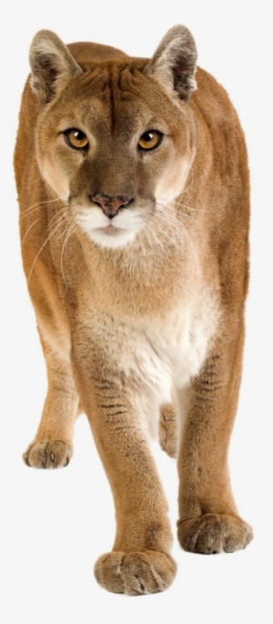 Transparent - Walk A Puma: My (mis)adventures In South America