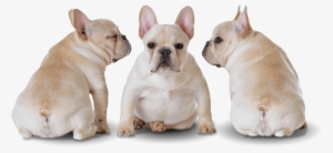 Order Your Puppy Edmonton Alberta Canada - French Bulldog Puppy Png