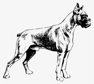 Boxer Valley Bulldog Dog Breed Pet Drawing - Dog Black White Png