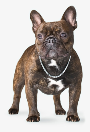 About Us - French Bulldog Png