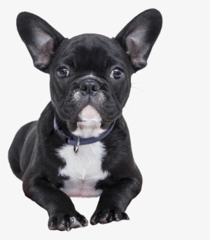 Bulldog Puppy No Background