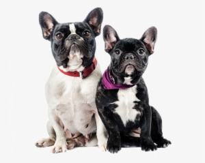 Bulldog Frances Macho Y Hembra - Diferencia Entre Macho Y Hembra Bulldog Frances