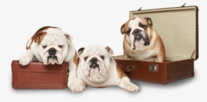 English Bulldog, High Quality Images - English Bulldogs Png