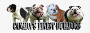 We Took Our Time To Select Some Of The Finest Bloodlines - Bulldog