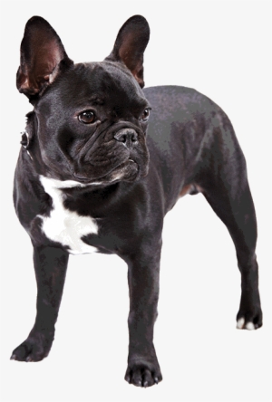 Photo Of French Bulldog - Black French Bulldog Png