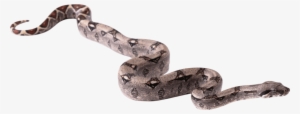 Free Png Snake Png Pics Png Images Transparent - Snake Png Hd